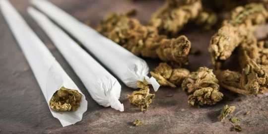 Cannabis