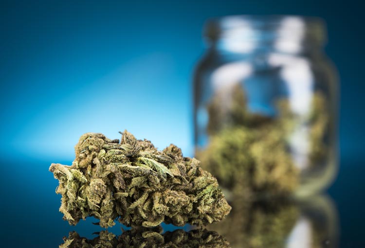 Advantages of selecting THCA weed introduction